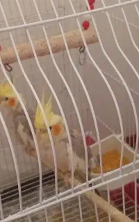 یک جفت عروس هلندی و یک جفت طوطی برزیلی
