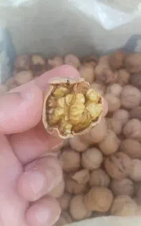 فروش گردو باکیفیت