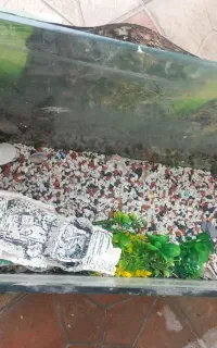 اکواریوم