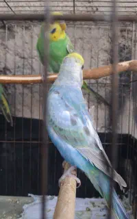 دو جفت مرغ عشق