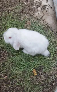 خرگوش لوپ هلندی