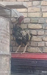 خروس لاری. اصیل