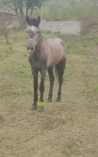 فروش چند راس اسب