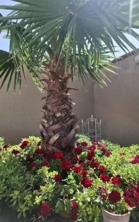 کود ارگانیک  /  قیمت کارخانه /مخصوص تابستان