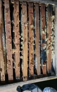 عسل زنبور عسل ۱۰۰درصد طبیعی