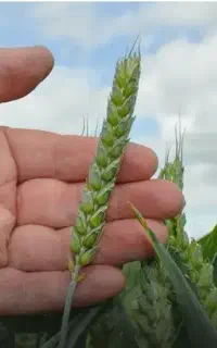 کودفروت ست
