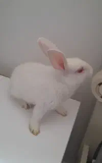خرگوش