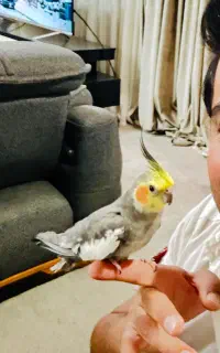 عروس‌هلندی‌گمشده‌اطراف‌حسابی‌جایزه‌۱۵۰۰۰۰۰‌ملیون