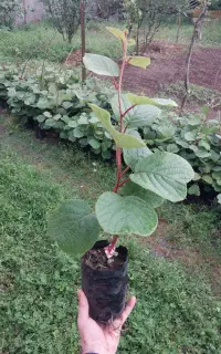 نهال کیوی هایوارد طلایی ۱ساله