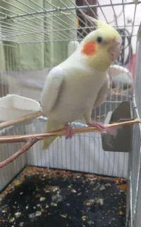 عروس