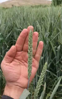 بذر گندم