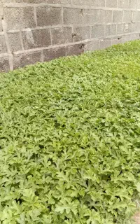نشائ هندوانه