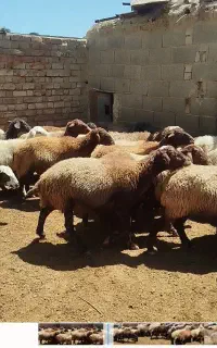 نیازمند چوپان وارد