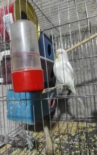 مرغ عشق
