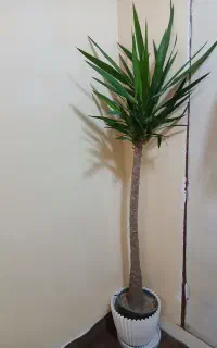گل گل