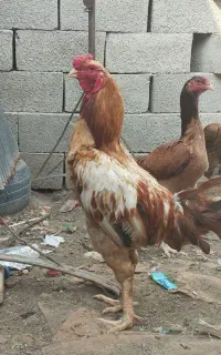 خروس دورگ