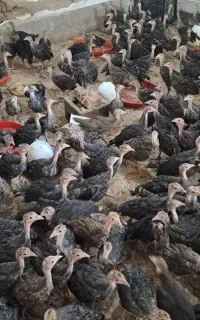 بوقلمون دوماهه و ۶۰ روزه