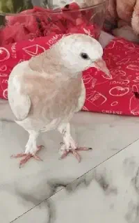 کبوتر گمشده