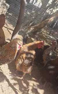 مرغ تخم گذار