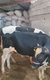 چهارتا گوساله هلیشتاین اصلی