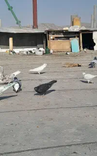 ۱۰۰ تا کبوتر پرشی خوب همه رو ببری دونه ۳۰۰