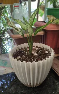گل گلدون