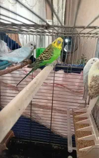 مرغ عشق نر