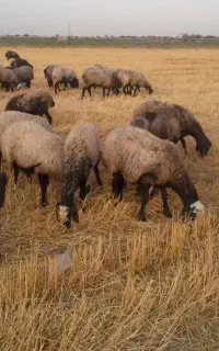 میش دوقلوشالی