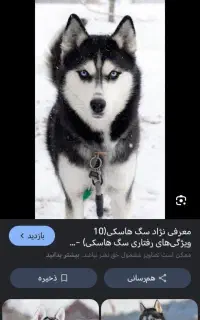 سگ هاسکی پیدا شده