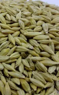 جو ۶ماهه حدودیک نیم تن به بالا