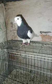 طوقی نر زوردار