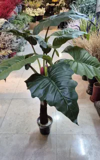 مرکز پخش گل مصنوعی و درختچه مصنوعی کاکتوس