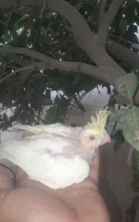 پرنده زینتی