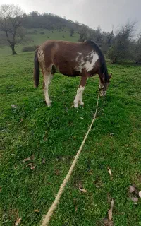 اسب مادیان  ۳ساله