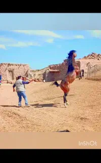 اسب