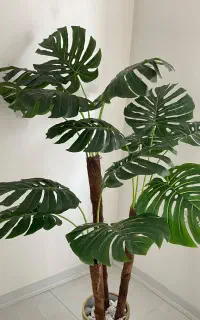 گل برگ انجیری