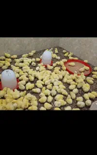 عرضه جوجه گوشتی مستقیم راس