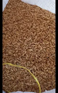 کندم بذر  برداشت با داس