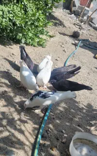 کبوتر گره