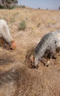 دوتاقوچ بختیاری