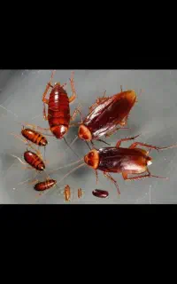 سمپاشی سوسک وحشرات