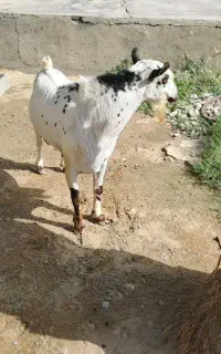 نری داشتی فروشی...