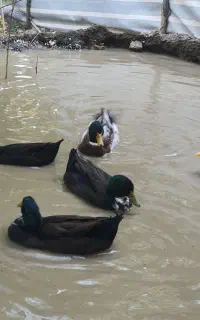 اردک