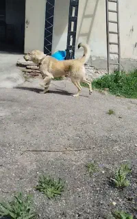 سگ سراب
