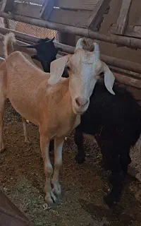 فروش بزچاق وکهره نرپیام جوابگونیستم