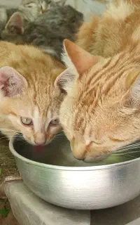 واگذاری گربه
