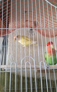 یک جفت کوتوله برزیلی