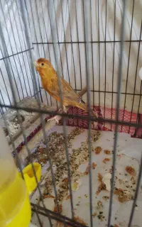قناری ماده جفت خور سهره