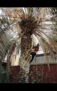 بریدن درخت و نخل و هرس نخل و تقویت و سمپاشی نخل
