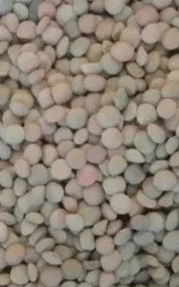 نژی کردی و پلویی